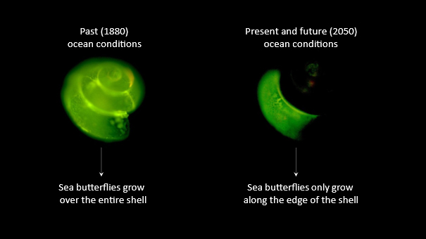 Effects of ocean acidification of sea butterflies